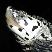 Diamondback Terrapin Magnet