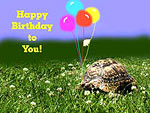 Happy Birthday to You! -- Tortoise Birthday Card