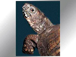 Box Turtle
