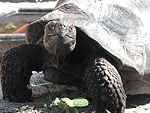 Gal�p�gos Tortoise