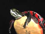 Midland Painted Turtle