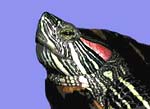 Red-eared Slider