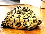 Leopard Tortoise